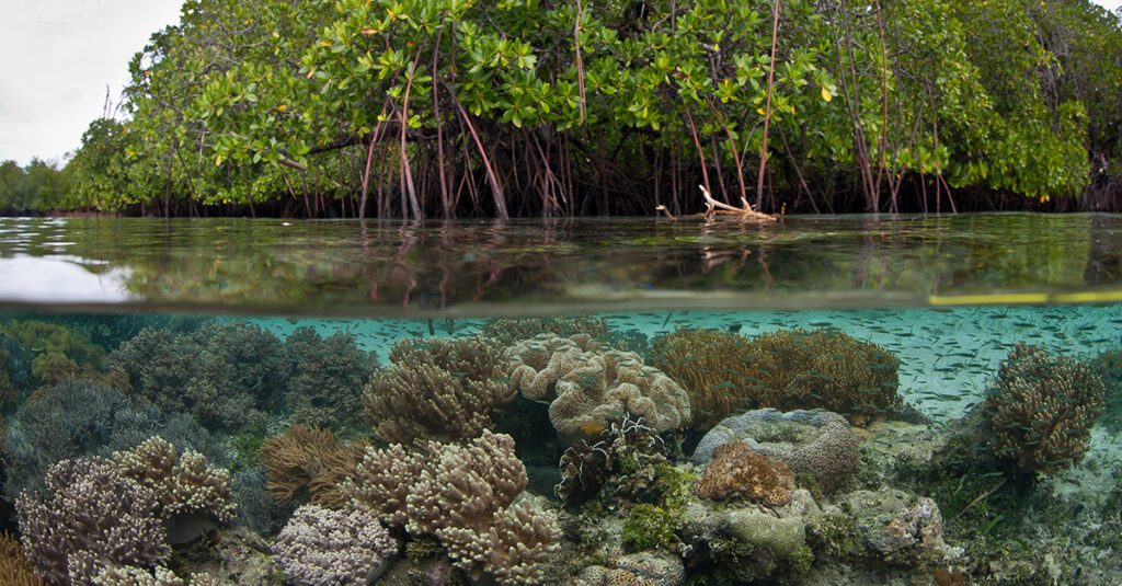 mangrove coral